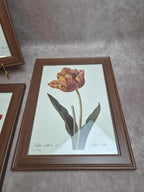 Lot de 3 cadres botaniques P.j. Redouté – Roses & tulipe