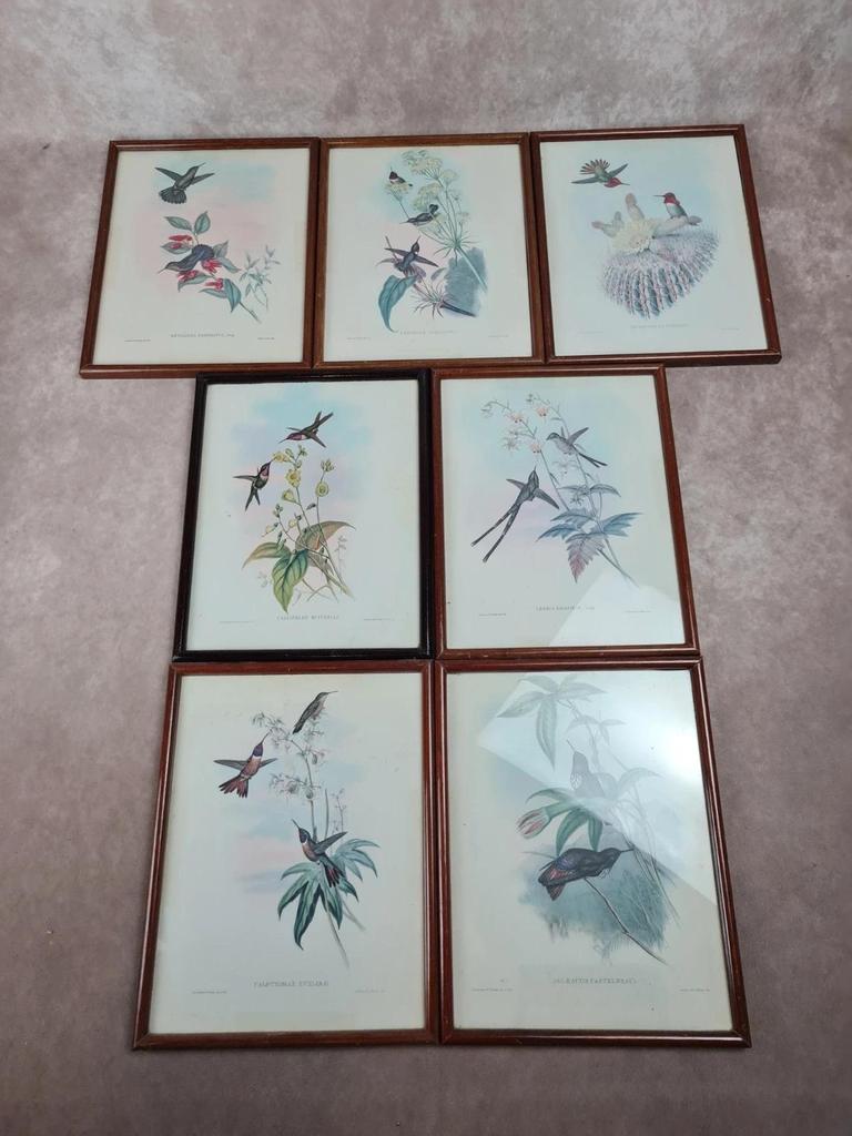 Cadre ancien, Lithographie ornithologique « Metallura Primolinus » J. Gould & H.c. Richter