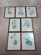 Cadre ancien, Lithographie ornithologique « Metallura Primolinus » J. Gould & H.c. Richter