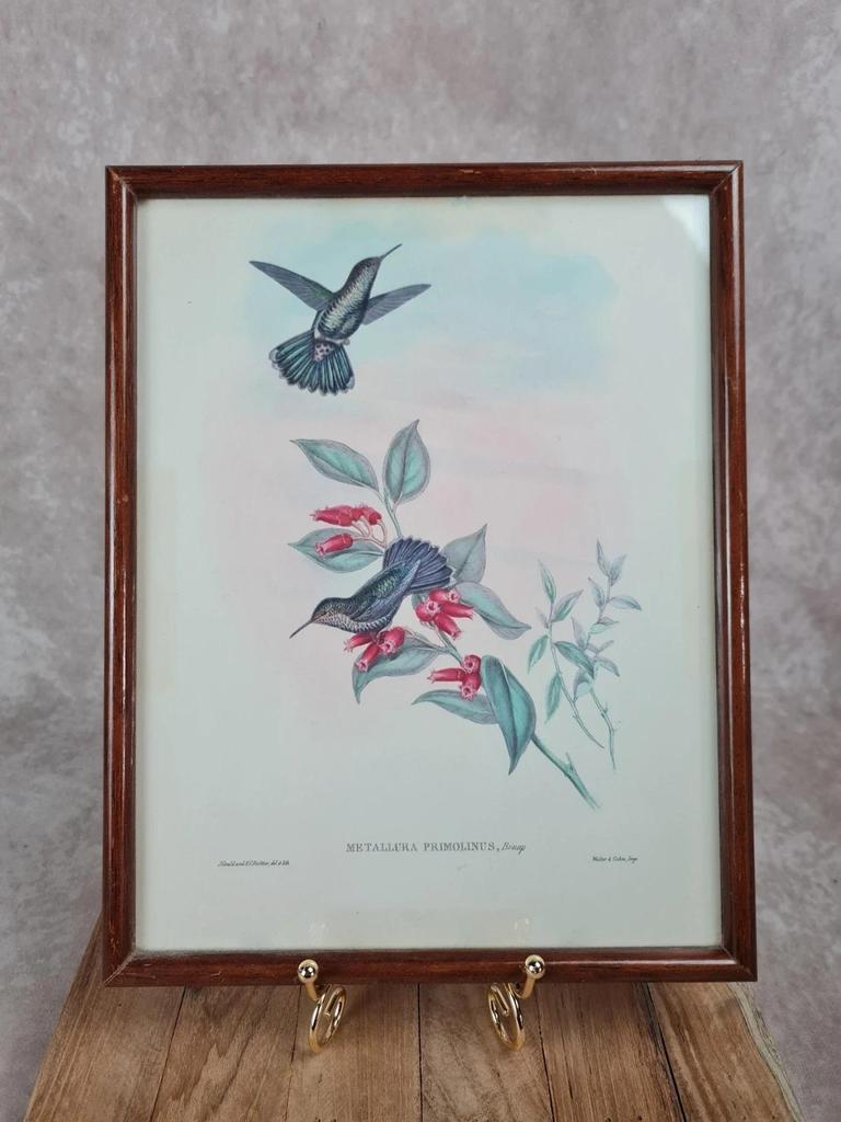 Cadre ancien, Lithographie ornithologique « Metallura Primolinus » J. Gould & H.c. Richter