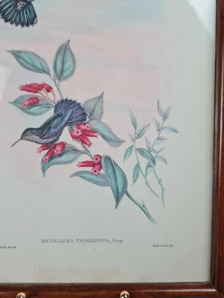 Cadre ancien, Lithographie ornithologique « Metallura Primolinus » J. Gould & H.c. Richter
