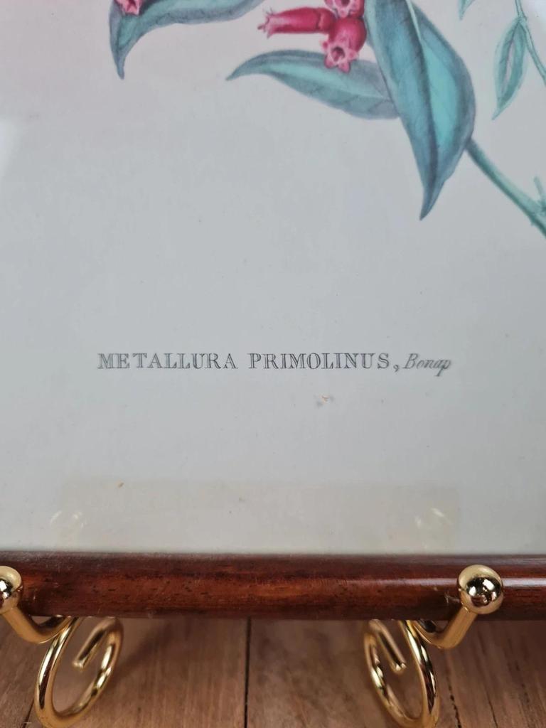 Cadre ancien, Lithographie ornithologique « Metallura Primolinus » J. Gould & H.c. Richter