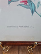 Cadre ancien, Lithographie ornithologique « Metallura Primolinus » J. Gould & H.c. Richter