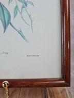 Cadre ancien, Lithographie ornithologique « Metallura Primolinus » J. Gould & H.c. Richter