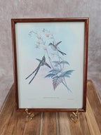 Cadre ancien – Reproduction lithographie Lesbia Gracilis Gould