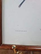 Cadre ancien – Reproduction lithographie Lesbia Gracilis Gould