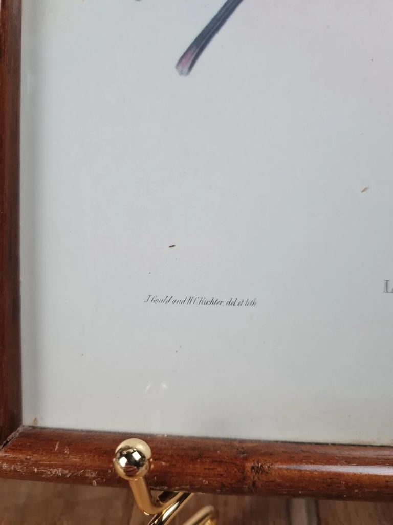 Cadre ancien – Reproduction lithographie Lesbia Gracilis Gould