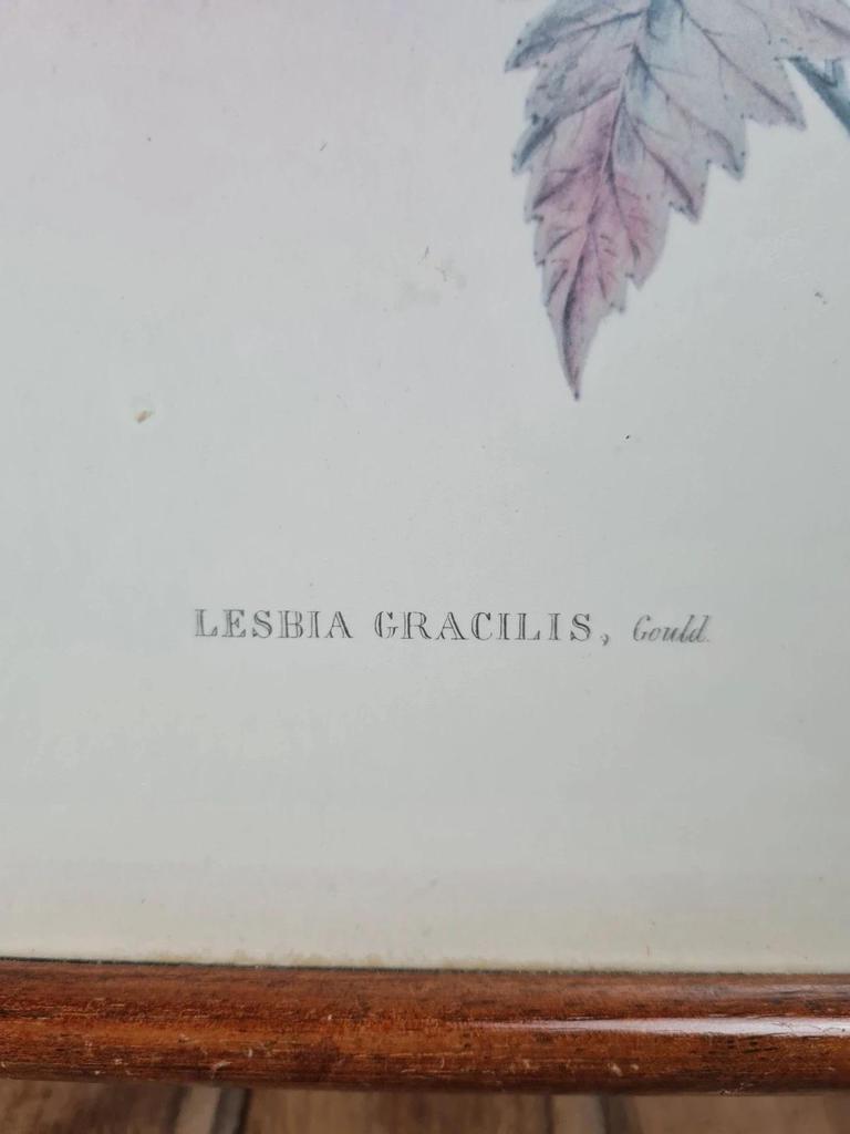 Cadre ancien – Reproduction lithographie Lesbia Gracilis Gould