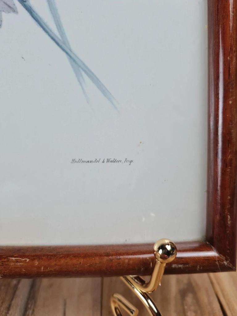 Cadre ancien – Reproduction lithographie Lesbia Gracilis Gould