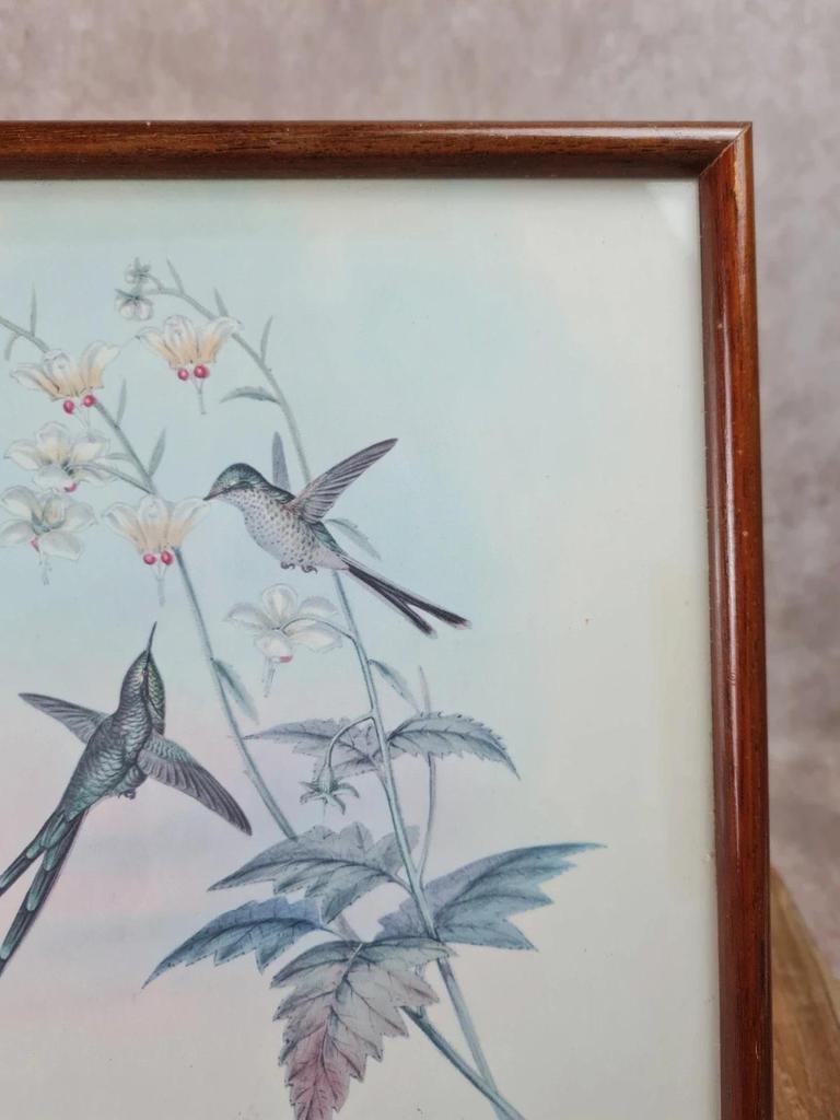 Cadre ancien – Reproduction lithographie Lesbia Gracilis Gould