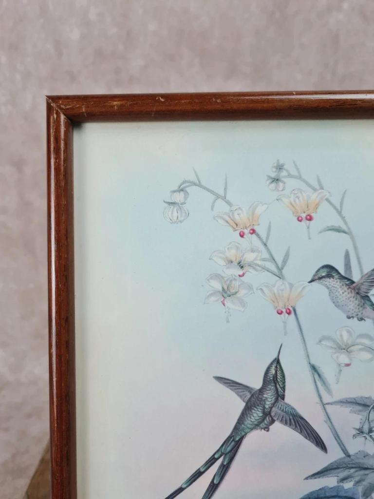 Cadre ancien – Reproduction lithographie Lesbia Gracilis Gould